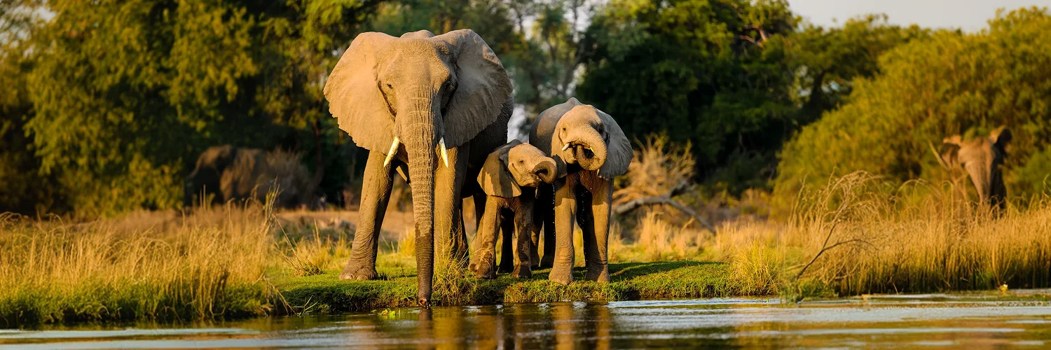 closeup-shot-elephants-standing-near-lake-sunset 1.webp